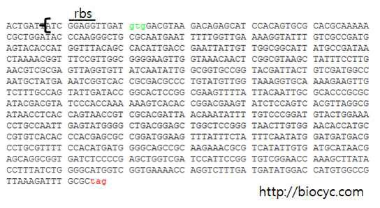 translational initiation codon 유전자를 변형한 kduI 유전자 sequencing.