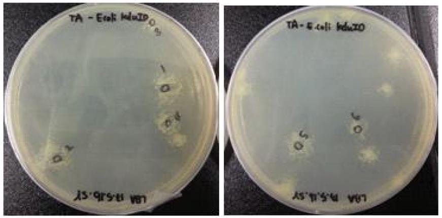 pTrcEK 플라스미드에 kdgI 유전자의 도입을 위한 형질전환 E. coli.
