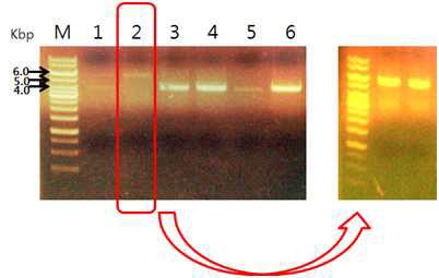 pTrcEK 플라스미드에 kdgI 유전자가 도입된 플라스미드 확인.