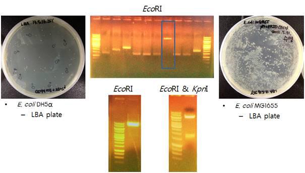 E. coli MG1655로 재조합 플라스미드 pTrcEKID 형질전환.