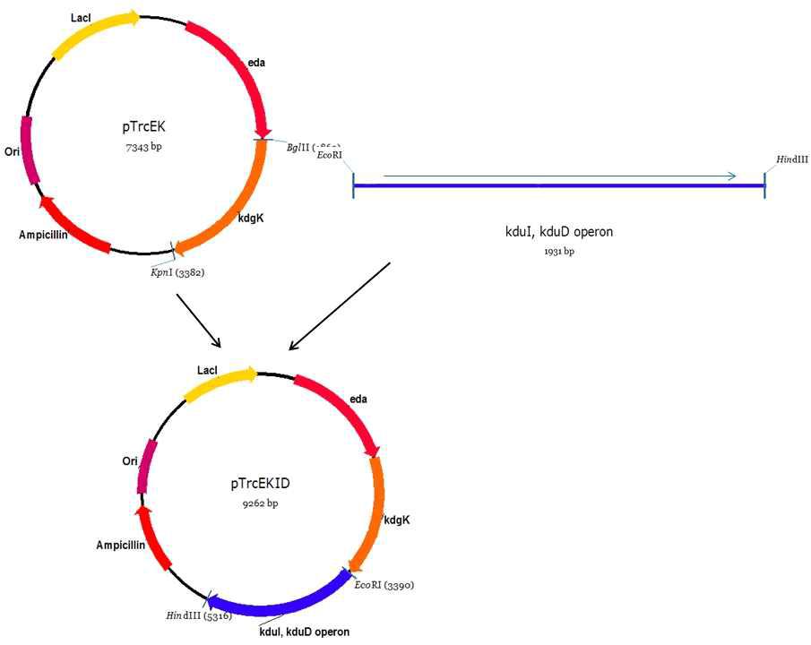 pTrcEK에 kduI, kduD operon 삽입 모식도 및 플라스미드 pTrcEKID의 제조.