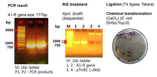 플라스미드 pTrcEKA1R의 제조.