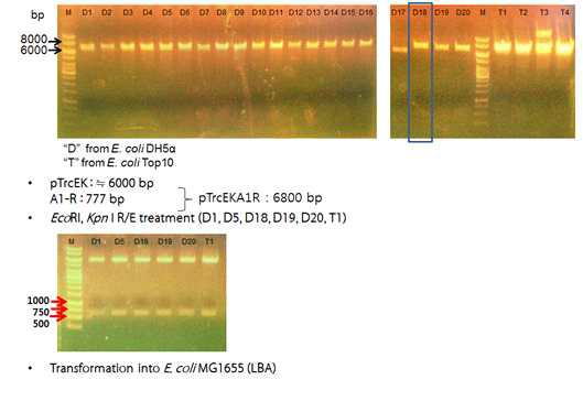 플라스미드 pTrcEKA1R로 형질전환된 E. coli MG1655 확인.