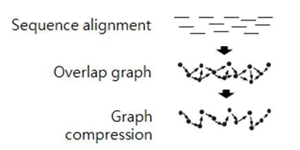 Graph 기반 gene assembly