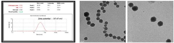 제조된 균일한 나노입자의 입도 분석기를 (Dynamic light scattering: DLS) 이용한 사이즈 측정(왼쪽). 제조된 소수성 약물이 결합된 폴리도파민 나노입자를 투과전자현미경(Transmission Electron Microscope: TEM)으로 촬영한 이미지(오른쪽)