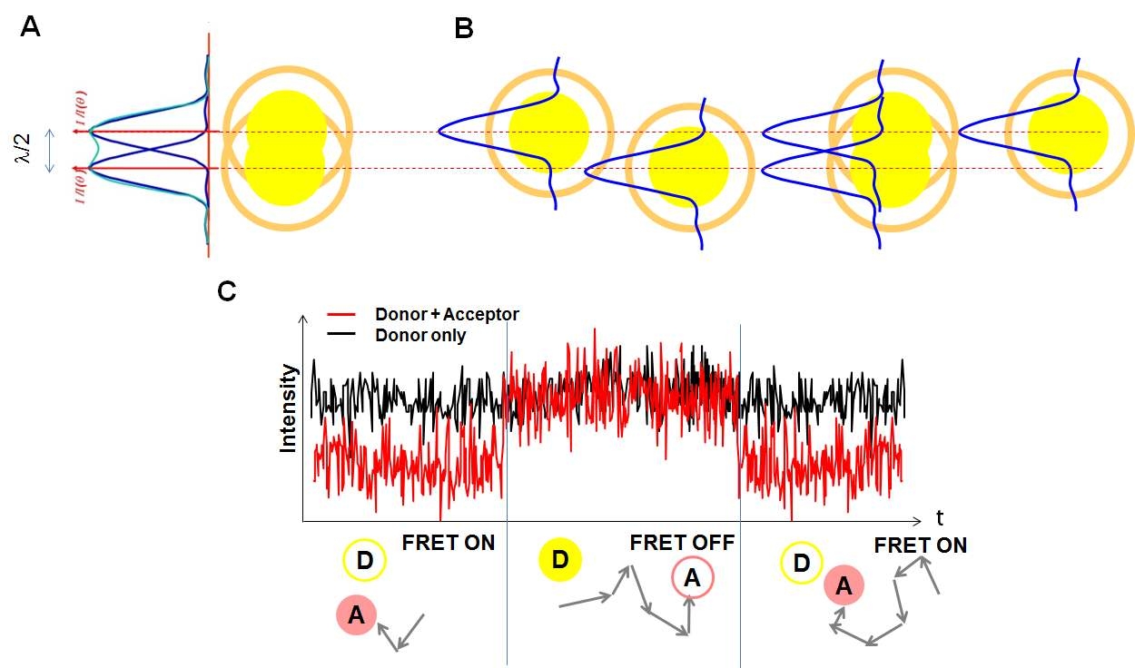 (A) 두 분자 사이의 거리가 빛의 반파장 이내에서는 구분 할 수 없다. (B) 두 분자가 특정 시간에 무작위로 발광한다면 두 분자의 위치를 구분 가능하다. (C) 형광 단백질을 시간에 따라 발광시킬 수 있도록 FRET 현상을 이용하는 개념도. 이미징 하려고하는 위치에 Donor (D) 단백질을 발현시키고, 주변에 diffusive한 Acceptor 단백질 (A)를 발현시키면 A단백질이 D단백질에 가까워지는 시간 동안은 A단백질이 발광하지 않는다.