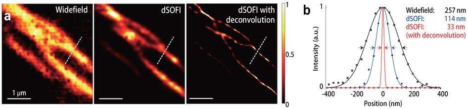 (a) microtubules의 모습을 일반적인 각각 형광 현미경 (left), dSOFI (middle), and dSOFI with deconvolution (right) 에서 측정한 영상. (b) 그림(a)에 표시된 점선을 따라 측정한 빛의 세기의 모습. 훨씬 더 선명한 영상을 얻을 수 있음을 확인 할 수 있다.