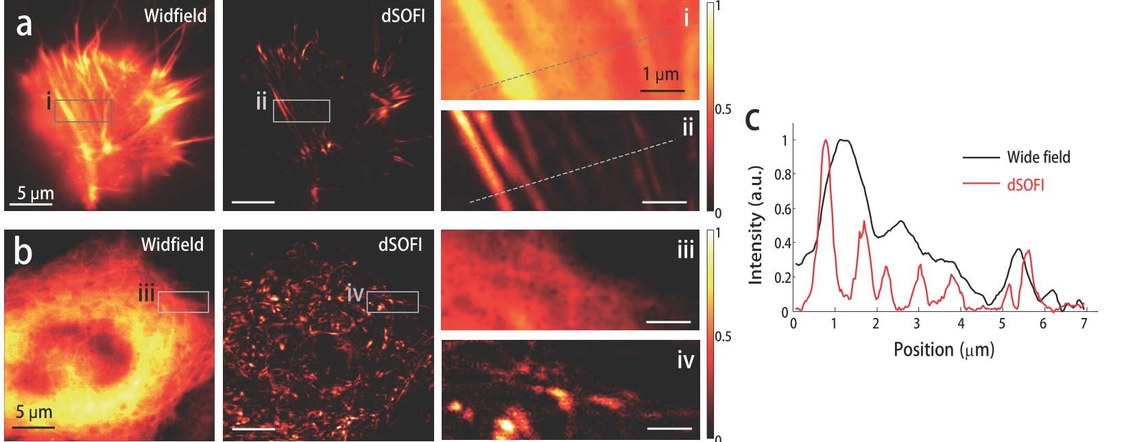 (a) NIH 3T3 세포 속의 Actin-cerulean. 각각 형광 현미경 (왼쪽), dSOFI (중앙)을 이용한 영상. (i, ii) 왼쪽 그림의 사각형 부분을 확대한 그림. (b) NIH 3T3 세포 속의 Tubulin-cerulean. 각 형광 현미경 (왼쪽), dSOFI (중앙)을 이용한 영상. (iii, iv) 왼쪽 그림의 사각형 부분을 확대한 그림. (c) 그림 (i, ii)에 표시된 점선을 따라 영상에 기록된 빛의 세기의 프로파일을 나타낸 그래프.