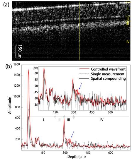 실험 결과. (a) 2번째 샘플에 대한 B-scan 결과로 샘플은 10um 비드를 섞은 PDMS 층(I), 투명한 테이프(II), lens cleaning 종이(II)과 IR 카드(IV)를 이용해서 구성하였다. (b) (a)에서 노란 점선에 대한 A-scan 실험 결과로서 붉은선은 각 위치별 파면 제어의 결과, 검은선은 Hadamard 패턴들의 spatial compounding 결과이고 회색 점선은 Hadamard 패턴에 대한 단일 결과이다.