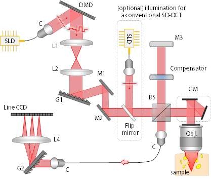 그림 2의 광학계에서 sample arm에서 사용한 대물렌즈보다 초점거리가 2배 짧은 렌즈(LSM02-BB, Thorlabs, United states)를 사용하여 개구수(Numerical Aperture)를 2배(0.06)확장하였고 optical circulator를 제거하여 3~4dB정도의 민감도를 향상시켰다.