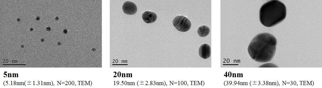 크기별로 합성한 금나노입자의 투과전자현미경 사진