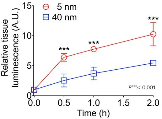 5nm와 40nm 금나노입자가 뇌질환 동물모델에서 혈관외유출이 일어나는 것이 차이를 보임을 확인함.