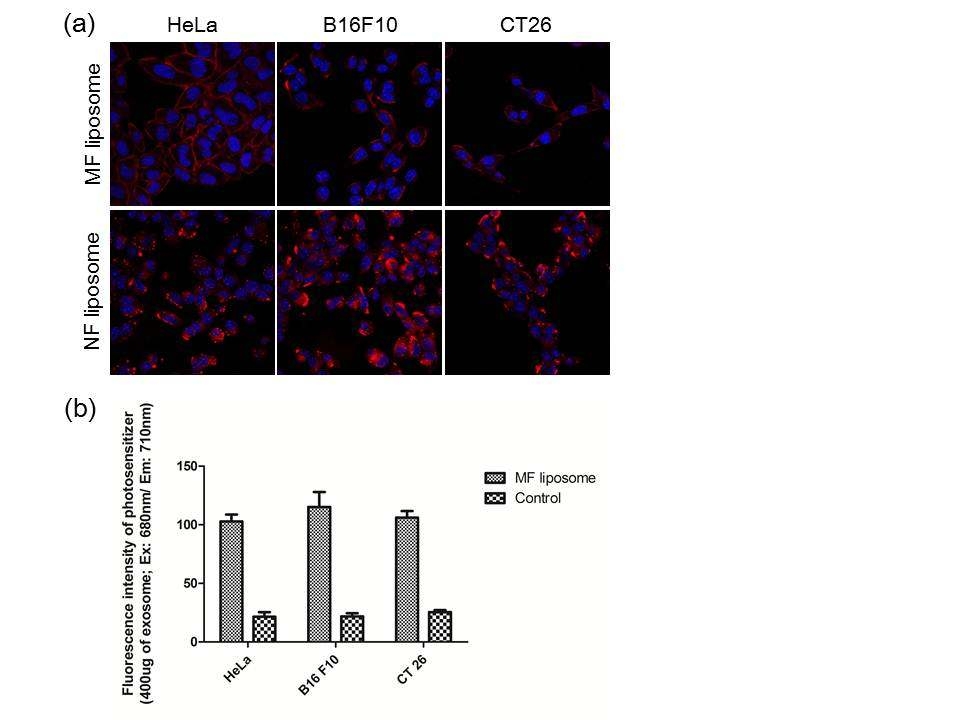 (a) Hela, B16F10, CT26 세포에 광과민제(ZnPc)가 함유된 MF liposome 및 NF liposome을 처리 후 촬영한 공초점 현미경 사진. (b) 분리한 엑소좀에서의 광과민제의 형광량 측정 결과