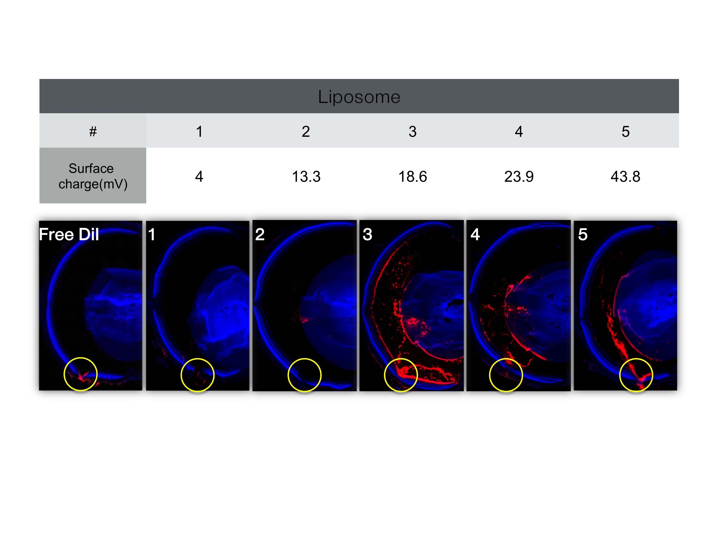 소수성 모델약물인 DiI(적색)가 함유된 다양한 표면극성을 가진 리포좀을 쥐의 유리체강내에 주사하고 60시간 후 리포좀의 유리체내 분포 확인한 결과. (노란색 원: injection site)