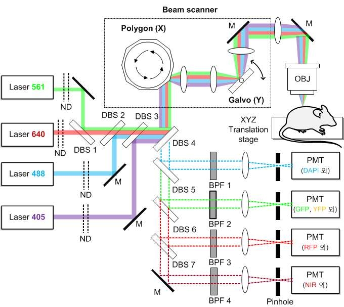 Video-rate 다중형광영상 공초점 현미경 시스템 구성도