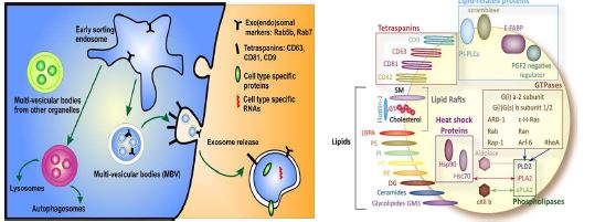 엑소좀 분비 모식도 (좌) 및 엑소좀 표면 및 내부에 존재하는 단백질 (우)