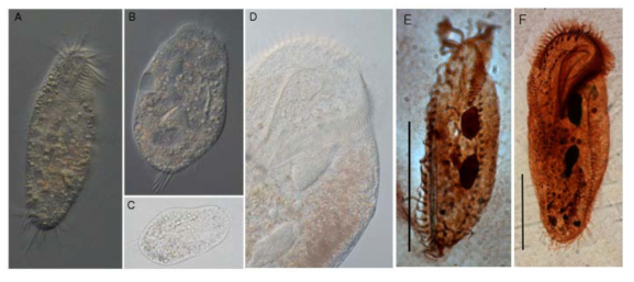 남극 세종기지 주변 담수호에서 채집된 섬모충류 3종의 생시료 사진. (A-D) 및