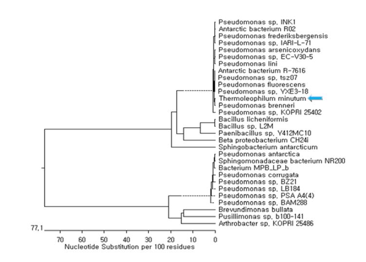 Phylogenetic characteristic of microorganisms having caseinase and keratinase enzyme activities