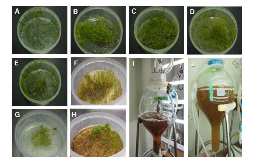 Tissue cultures of polar mosses(A-H) and polar lichens