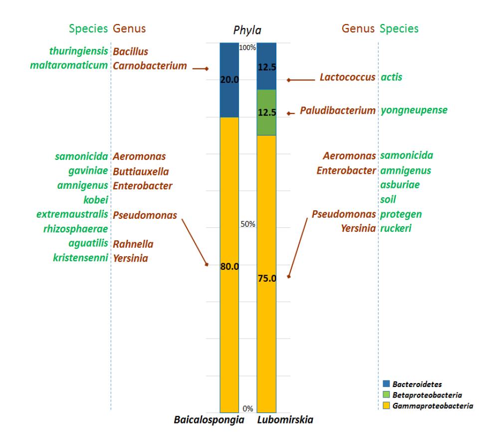 Phylogenetic affiliations of bacterial isolates from Baikalian sponges by standard cultivation on the basis of 16S rRNA gene sequences.