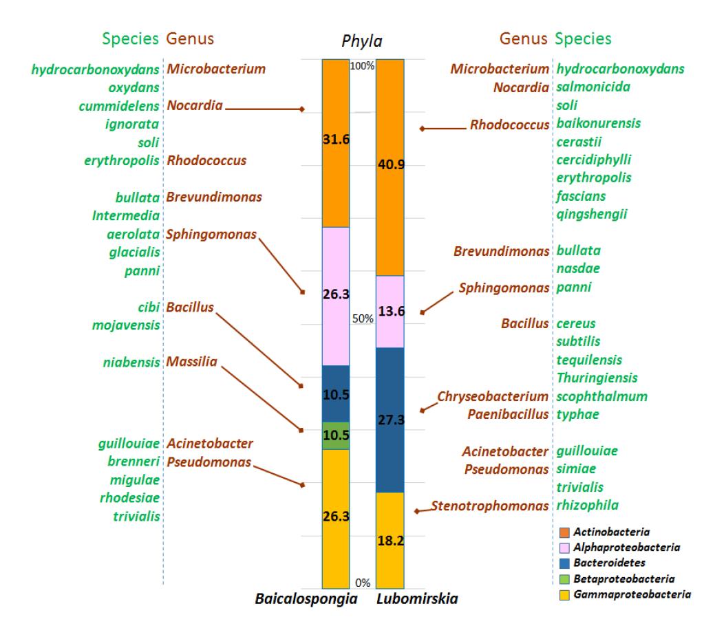 Phylogenetic affiliations of bacterial isolates from Baikalian sponges by I-tip cultivation on the basis of 16S rRNA gene sequences