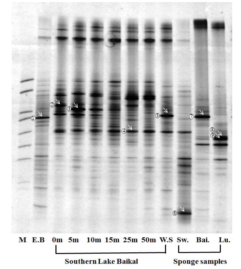 DGGE analysis of bacterial 16S rRNA genes from Lake Baikal on 2011_lake water and sponge samples