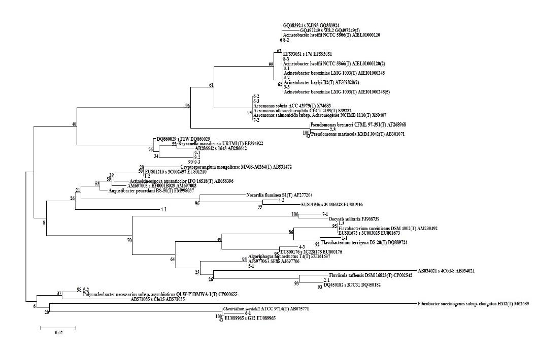 Phylogenetic affiliation of 16S rRNA gene sequences retrieved from DGGE profile of Lake Baikal.