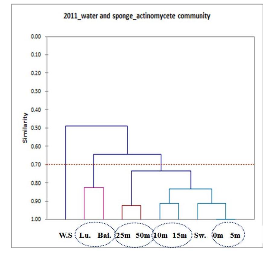 Similarity dendrogram of actinomycetal community calculated from DGGE band patterns on 2011
