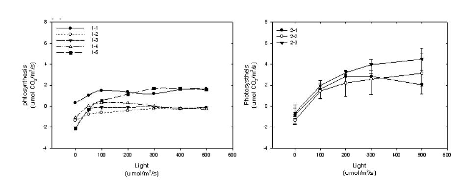 Setup process of Photosynthesis system for A. turgidum