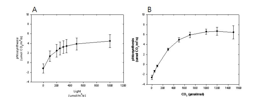 Photosynthetic light curve (A) and A-Ci curve (B) of A. turgidum