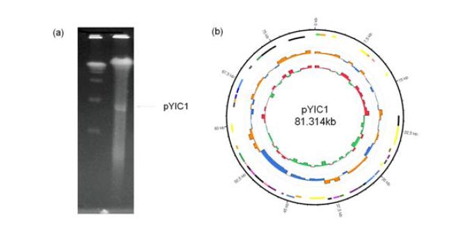 Plasmid pYIC1 whole sequencing