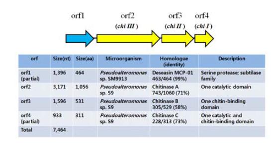 Gene arrangement of chitinases in Pseudoalteromonas issachenkonii PAMC 22718