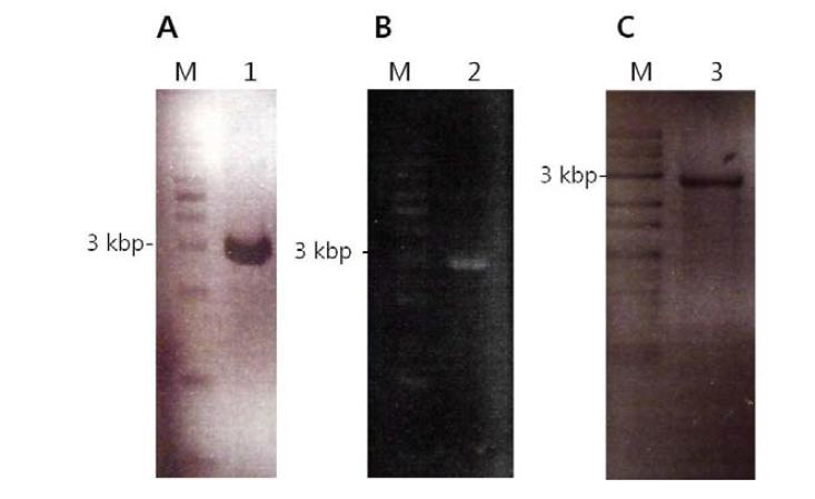 Gene cloning for TonB-dependent receptor.