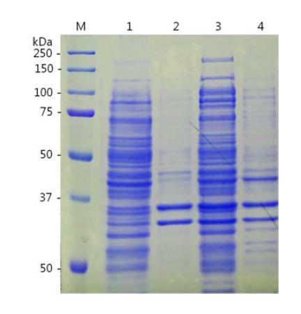SDS-PAGE analysis of recombinant proteins.