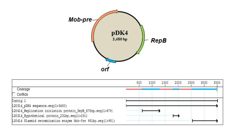 Genetic map and gene annotation of pDK4 from Pseudoalteromonas sp.