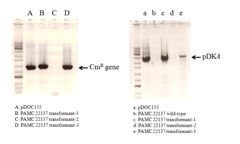 PCR amplification of chloramphenicol-resistant gene and pDK4 full genome from Pseudoalteromonas arctica PAMC 22137