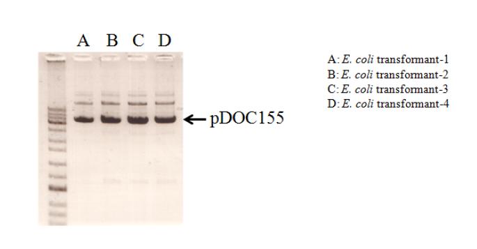 pDOC155 extraction from DH5α transformants derived by PAMC 22137 tf1s genomic DNA
