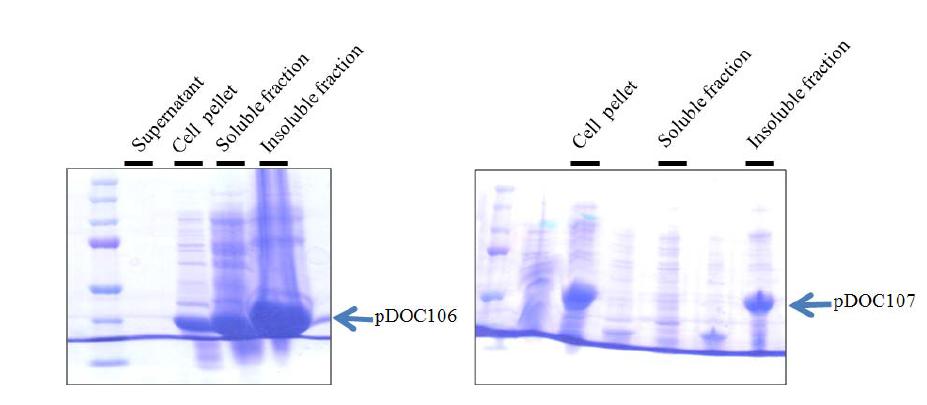 Recombinant protease production from pDOC106 & pDOC107