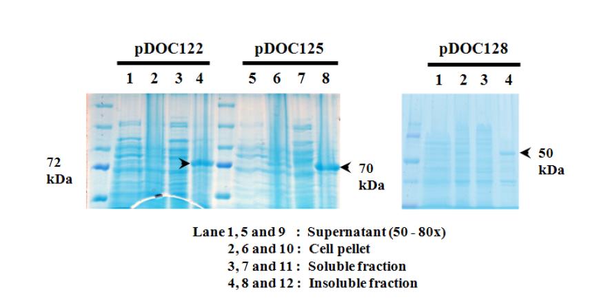 Recombinant protease production from pDOC122, pDOC125, and pDOC128