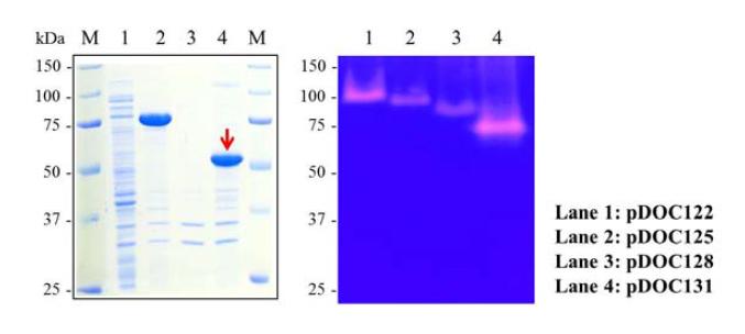 Recombinant protease production from various W-Pro21717 domain-constructs
