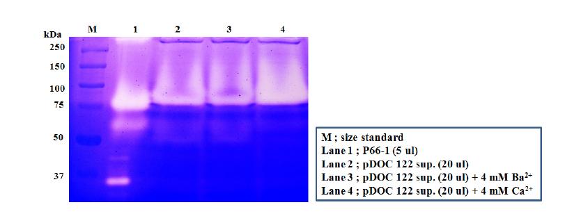 Metal ion-dependent protease activity in pDOC122 culture