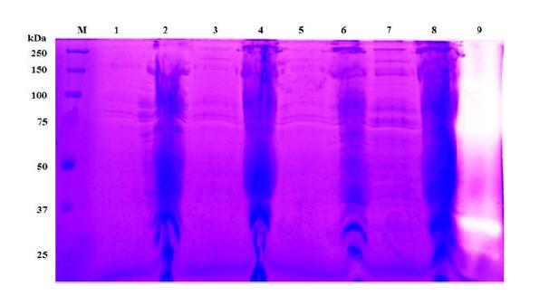 Activity assay of recombinant proteases by zymography.