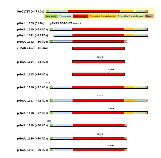 Construction of various mutants of W-Pro21717 domain