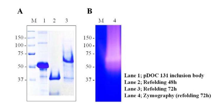Refolding of pDOC131 inclusion body (A) and protease activity of refolded R-Pro21717 (B)