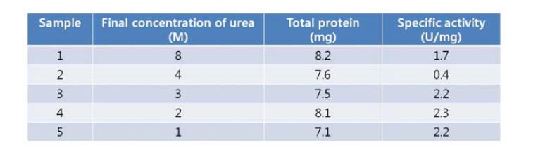 Urea-dependent changes of protease quantity and activity