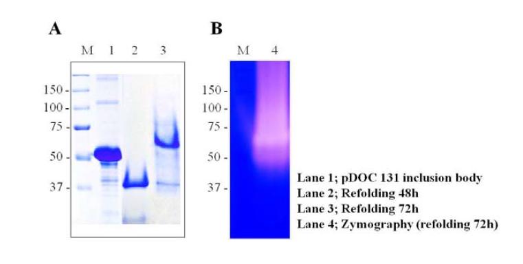 Refolding of pDOC131 inclusion body (A) and R-Pro21717 activity after refolding (B)