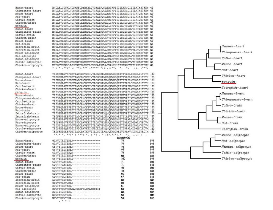 Multiple alignment of the deduced amino sequence of the gentoo penguin FABP with that of other organisms. Rooted phylogenetic tree
