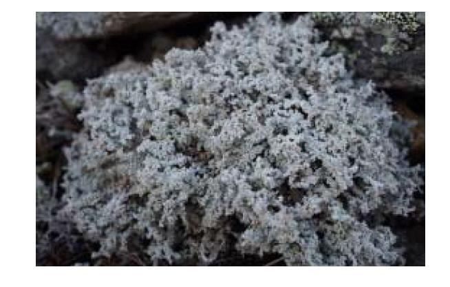 Photo of Stereocaulon alpinum