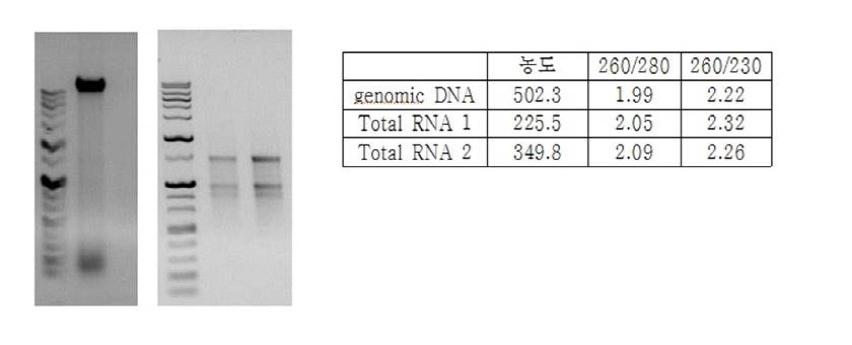 Isolation of genomic DNA and total RNA from S. alpinum