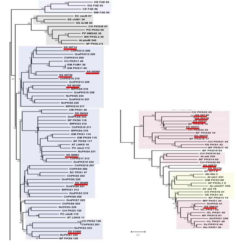 Phylogenetic tree of PKS genes inferred by neighbor joining analysis of the KS domain